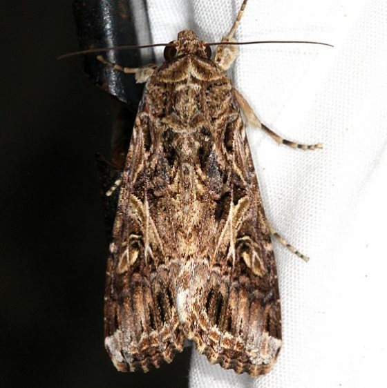 9667 Western Yellowstriped Armyworm Moth Campsite 119 Falcon St Pk 10-22-16 (1)_opt