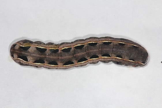9669 Yellow-striped Armyworm caterpillar yard 9-18-14