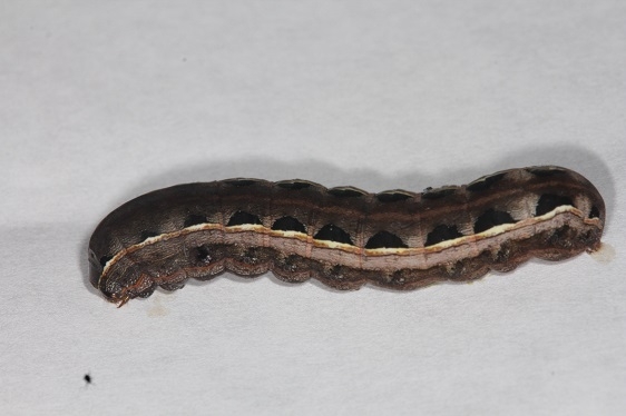 9669 Yellow-striped Armyworm caterpillar yard Oh 9-18-14