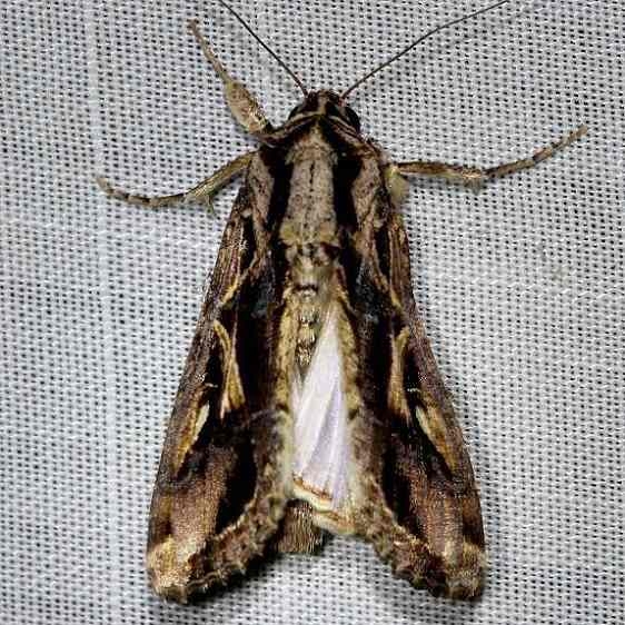 9669 Yellow-stripped Armyworm Moth Everglade Natl Pk Nike Missle Rd 3-5-13