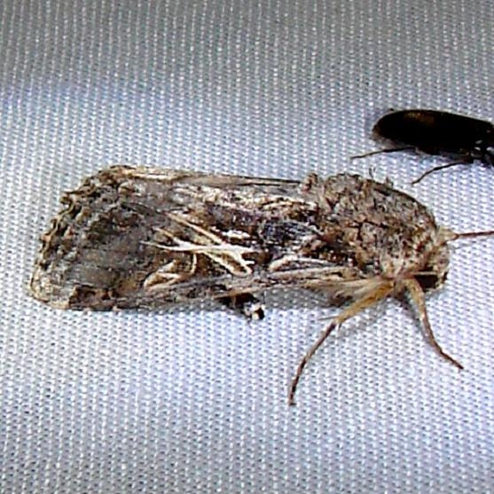 9669 Yellow-stripped Armyworm Moth Paynes Prairie St Pk 3-21-12