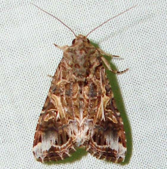 9669 Yellow-stripped Armyworm Moth yard 8-5-11_opt