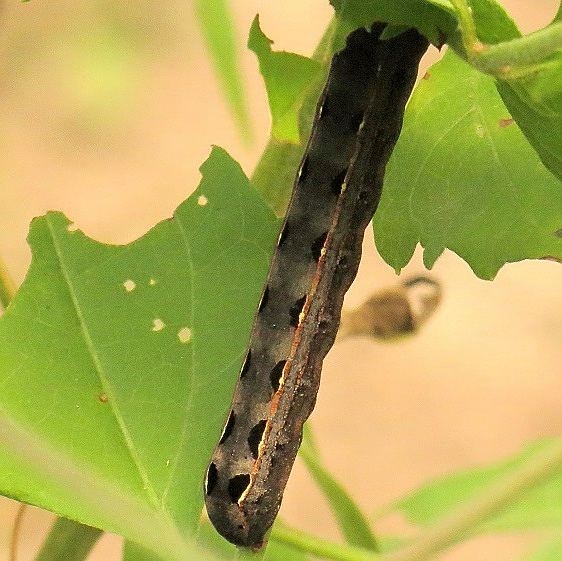 9670 Velvet Armyworm Moth Caterpillar Estero Llano Grande Weslaco, Texas 11-4-13 (45)_opt