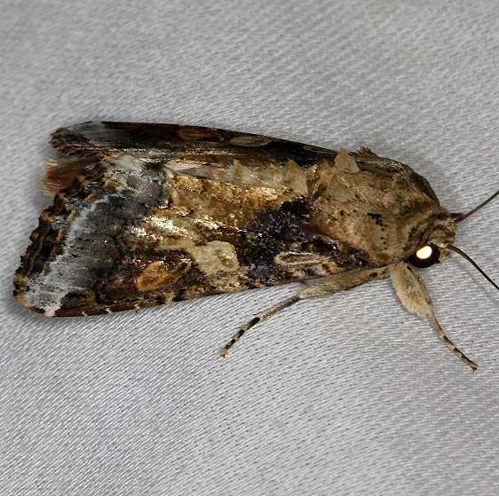 9670 Velvet Armyworm Moth NABA Gardens Texas 11-3-13