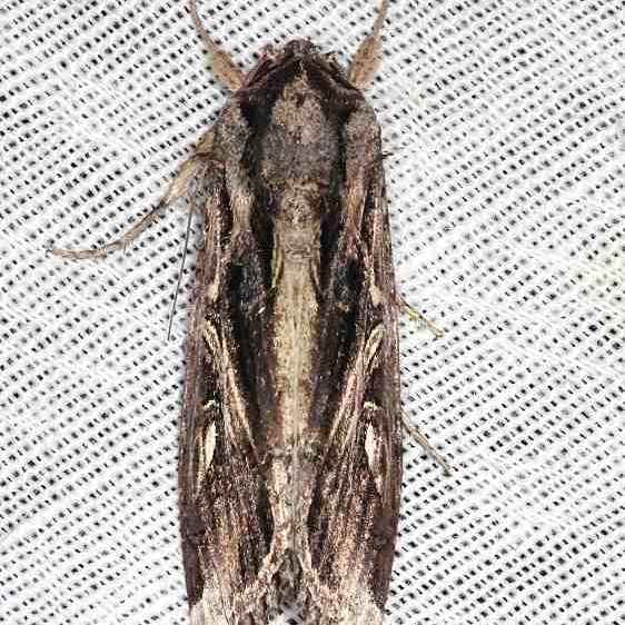 9671 Doliches Armyworm Moth Long Pine Key Everglades 2-24-14