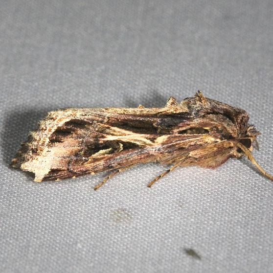 9671 Dolichos Armyworm Moth Hidden Lake Everglades Natl Pk 3-9-13
