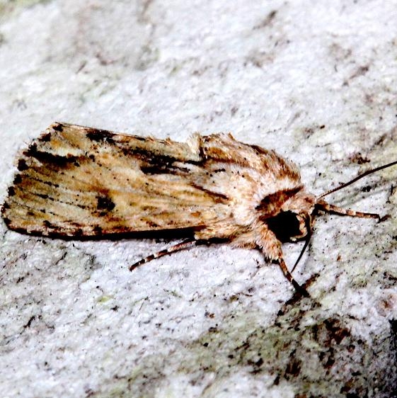 9672 Southern Armyworm Moth Mahogany Hammock Everglades Natl Pk 3-10-13