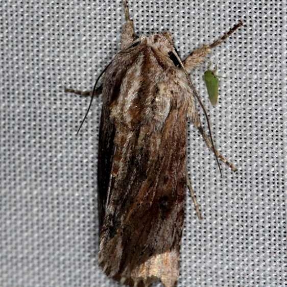 9672 Southern Armyworm Moth Tosohatchee WMA Fl 2-11-14
