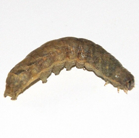 9673 Gray-streaked Armyworm-Found-on tomato- n yard 10-30-21