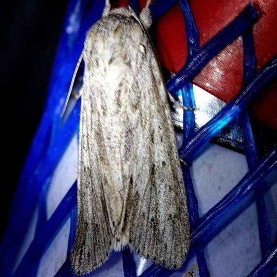 9673 Gray-streaked Armyworm Moth Everglades Natl Pk Nike Missle Rd 3-5-13