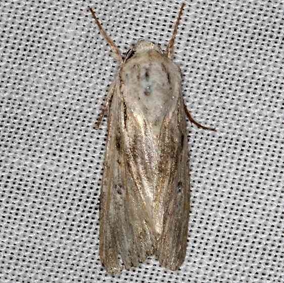 9673 Spodoptera albula NABA Gardens Texas 11-3-13_opt