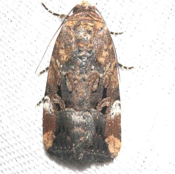 9679 Chalcedony Midget Moth Mahogany Hammock Everglades Natl Pk 3-10-13