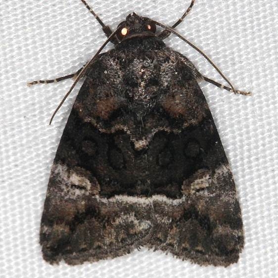 9680 George's Midget Moth Cumberland Falls St Pk Ky 4-22-14