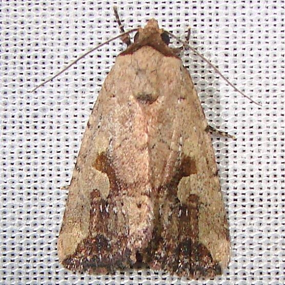 9681 Festive Midget Moth Juniper Springs Ocala Natl 3-14-12