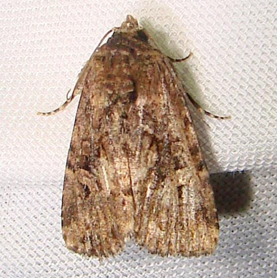 9682 Exesa Midget Moth worn Grasshopper Lake Ocala Natl 3-15-12