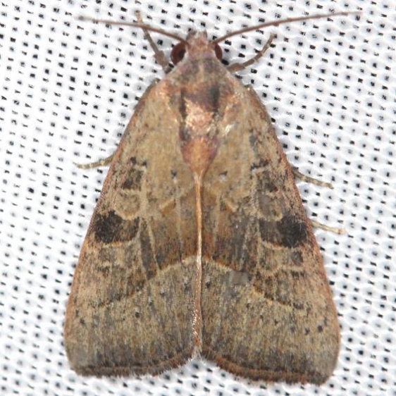 9688 The Wedgling Moth male yard 5-29-13