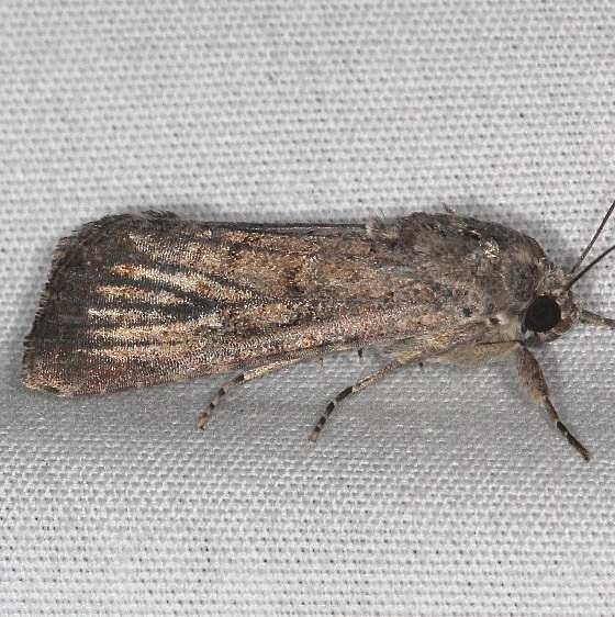 9699 Cobbler Moth Silver Springs St Pk Fl 9-24-18 (35)_opt