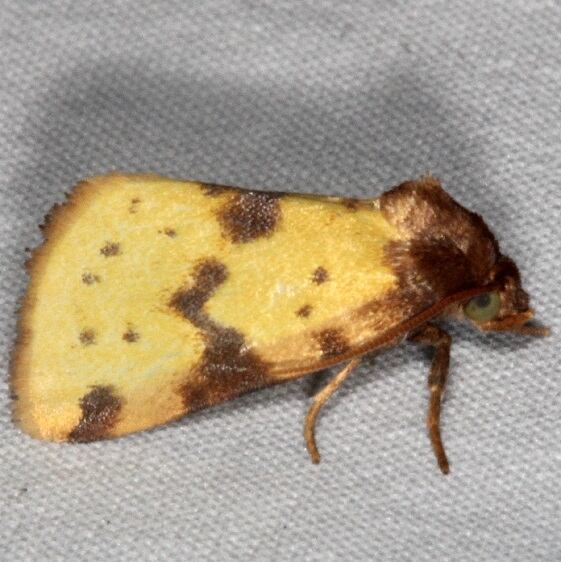 9725-Obtuse-Yellow-Moth-Mothapalooza-Arc-of-Appalachia-7-17-21
