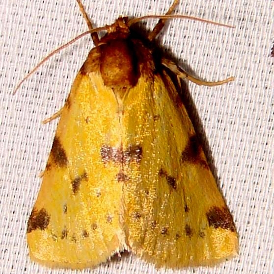 9725 Obtuse Yellow Moth Paynes Prairie St PK 3-21-12