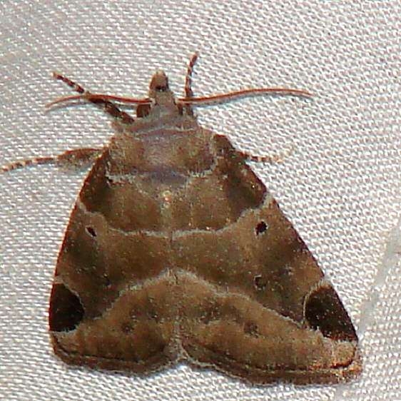 9754 Black-barred Brown Moth yard 8-2-09
