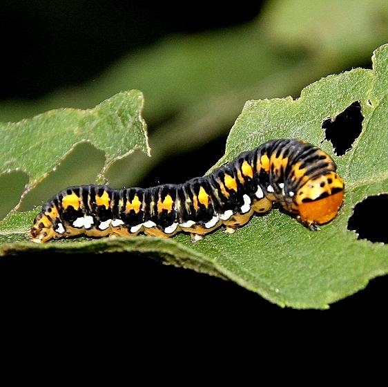 9781 Gold Moth caterpillar Webster Rd 9-4-15