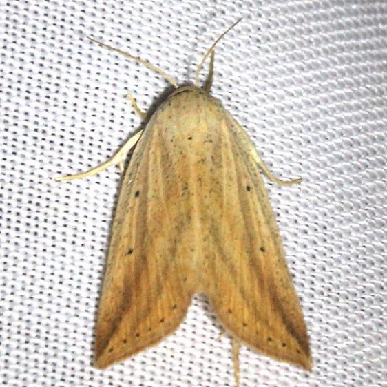 9818 Feeble Grass Moth Alexander Springs Ocala Natl Forest 3-18-13