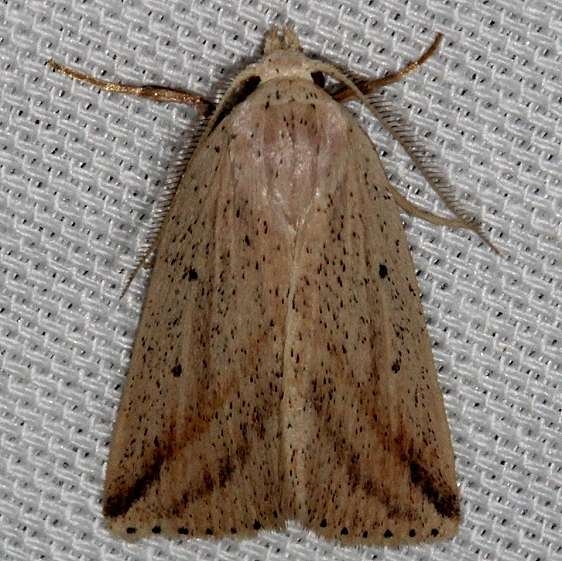 9819 Oblique Grass Moth Kissimmee Prairie St Pk 2-16-14