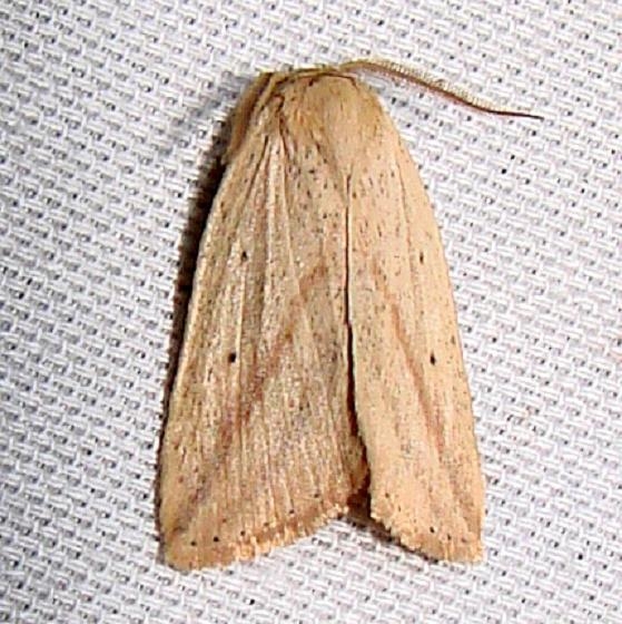 9819 Oblique Grass Moth Payne's Prairie St Pk 3-22-12