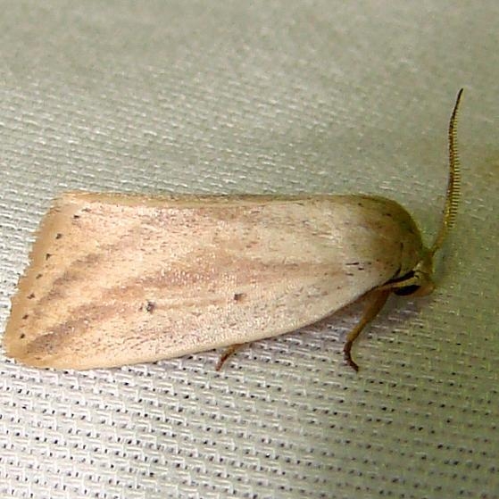 9819 Oblique Grass Moth Payne's Prairie St Pk 3-22-12