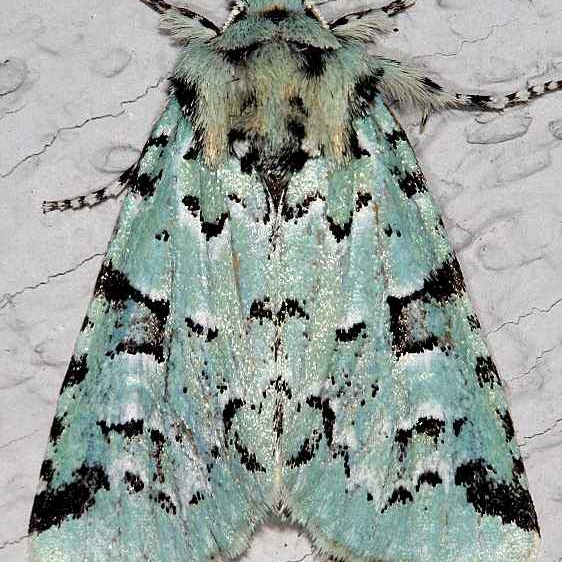 10006 Deceptive Sallow Moth Carter Cave St Pk Ky 4-24-19