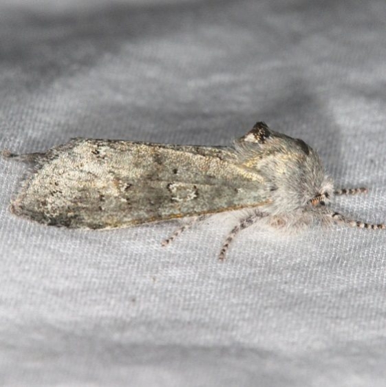 10014 Roland's Sallow Moth Favre Dykes State Park Fl 2-17-17_opt