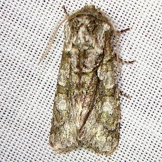 10019 Figure-Eight Sallow Moth Kissimmee Lake St Pk 2-23-12