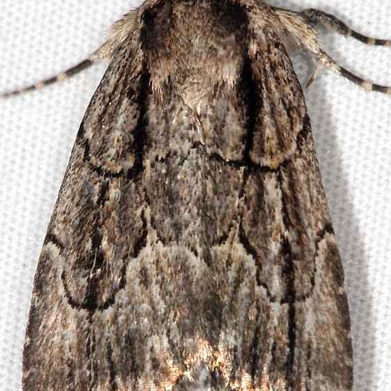 10059 Brown-lined Sallow Moth Ash Rapids Lodge Lake of the Woods Ont 7-24-17 (12)_opt