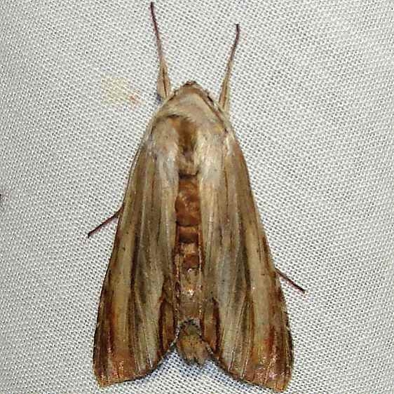 10202 Brown Hooded Owlet Moth yard 8-1-10
