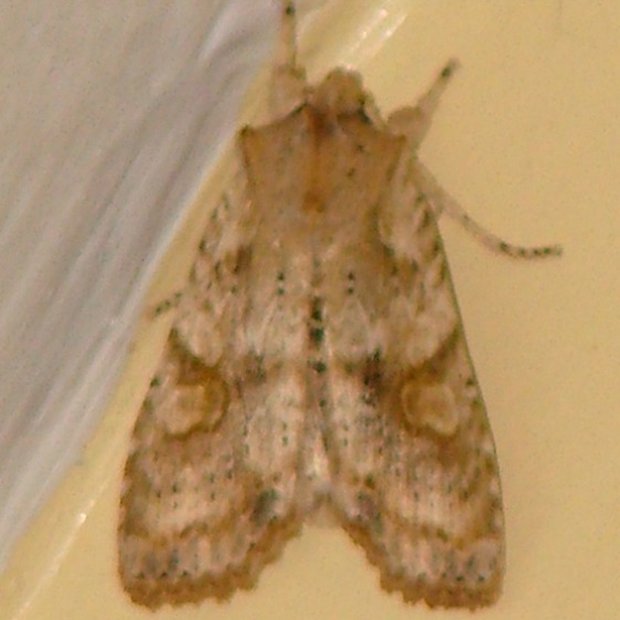 09888 Nameless Pinion Moth yard 11-1-08