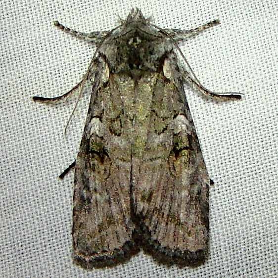 09902 Bailey's Pinion Moth Thunder Lake Mich 10-6-10
