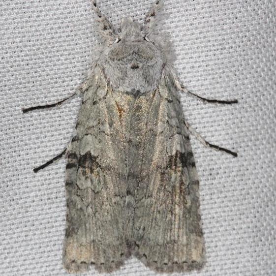 09905 Pale green Pinion Moth yard 4-7-13