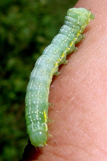 09916 Dowdy Pinion Caterpillar Shingleton Bog Mich 6-17-10