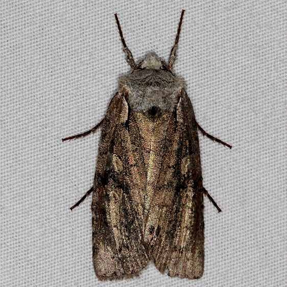 9928.97 Unidentified Lithopane Moth BG Carter Cave St Pk KY 4-23-15 (3)_opt