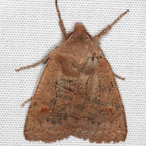 9933 Straight toothed Sallow Moth yard BG 4-8-20