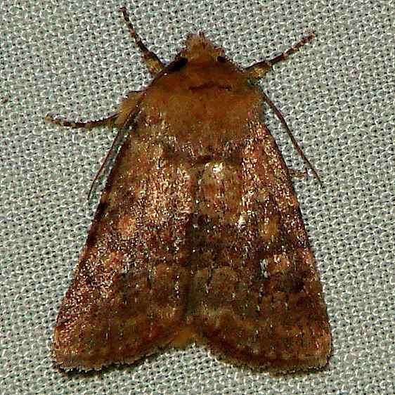 09933 Straight-toothed Sallow yard 5-15-10