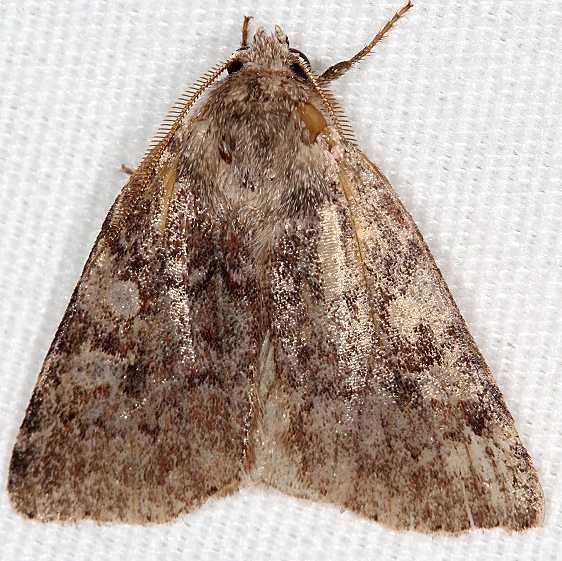 9935 Three-spotted Sallow Moth worn BG Carter Caves St Pk Ky 4-22-19