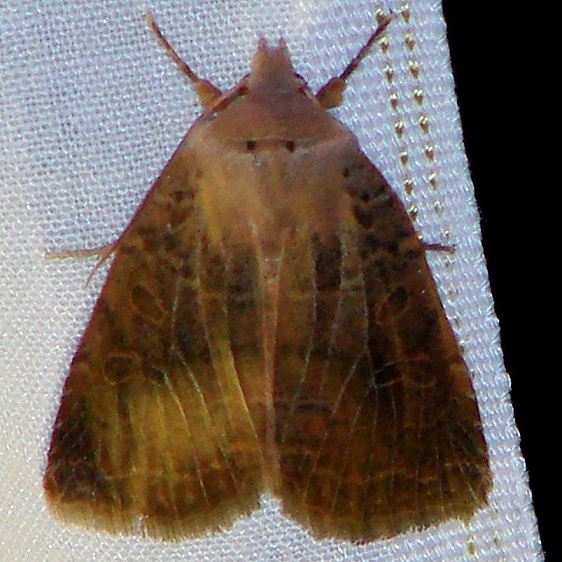9941 Variable Sallow Moth yard 4-1-10_opt