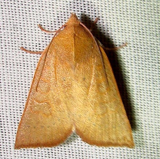 09942 Red-winged Sallow Moth Gold Head Branch State Park 2-15-12