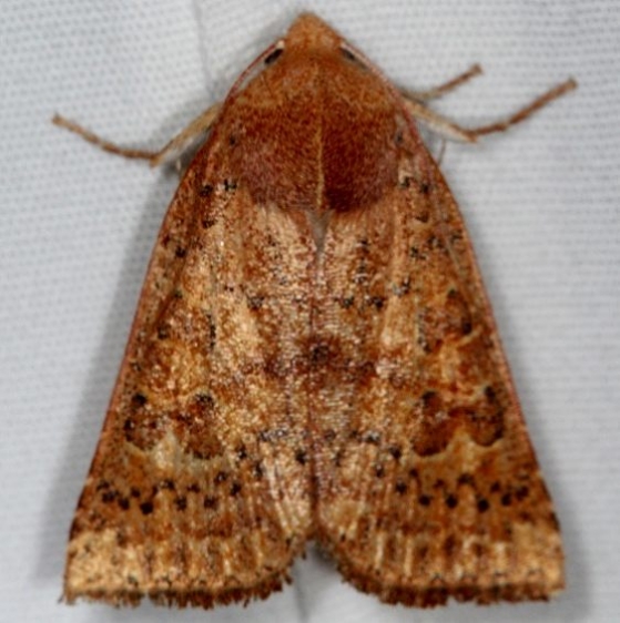 09942 Red-winged Sallow Moth Jenny Wiley St Pk 4-20-16 (1a)_opt