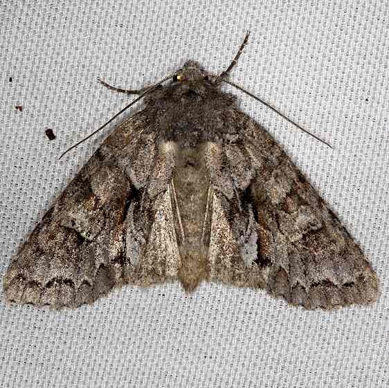 09980 Acadian Sallow Moth Thunder Lake 9-25-13