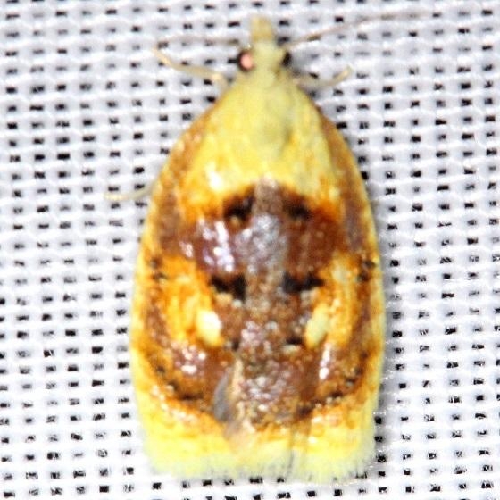 3504 Blueberry Leaftier Moth Acleris semipurpurana Shawnee St Pk Oh 6-15-13