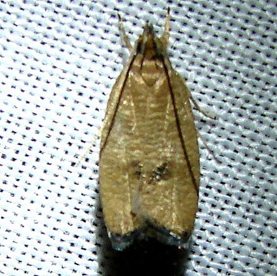 3511 Rhomboid Tortrix Moth CREW Fl 3-5-13