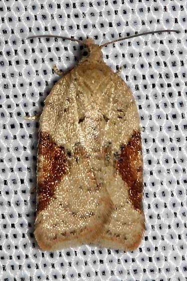 3525 Forbes' Acleris Moth Thunder Lake Mich 10-4-12 (5)_opt