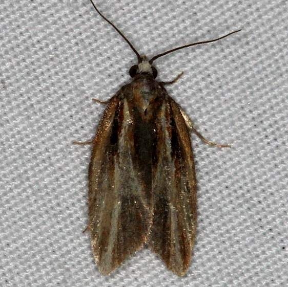 3548 Eastern Black-headed Budworm Moth Thunder Lake UP Mich 9-30-14